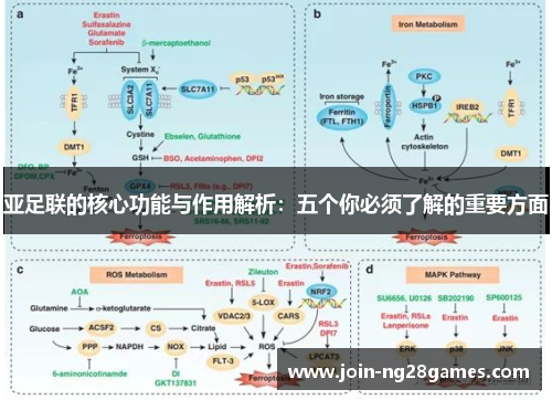 亚足联的核心功能与作用解析：五个你必须了解的重要方面